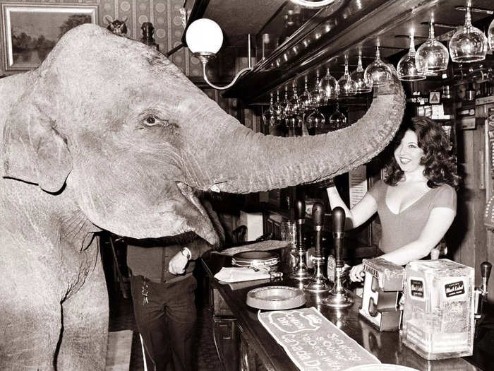 An elephant puts in his regular order at the pub.