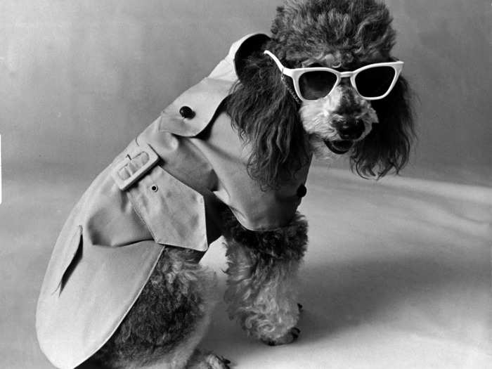 This dog is at the height of fashion.