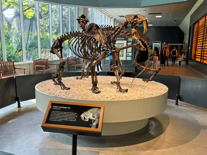 The abundance of fossils has helped researchers learn about saber-tooth cats