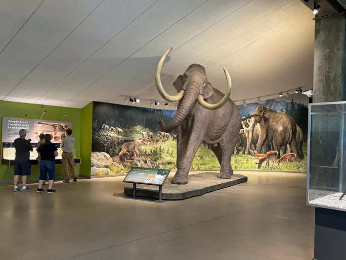 During the Ice Age, no land animal was as big as the Columbian mammoth. 