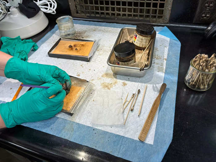 Cleaning fossils takes chemicals and a lot of patience. 