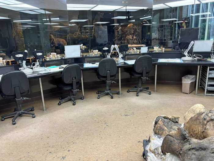 Visitors are able to see fossils being studied and prepped for display. 