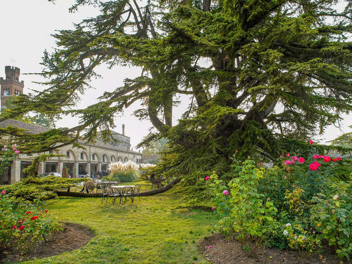 My favorite part of the grounds was a massive tree I found alluring. It was a 250-year-old Lebanon Cedar tree, a representative for Castello de Roncade told me.