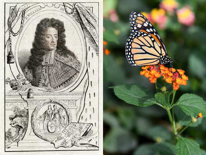 The butterfly next to Charles