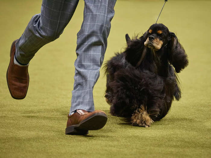Sporting Group: Rejoices To The Point, a black cocker spaniel