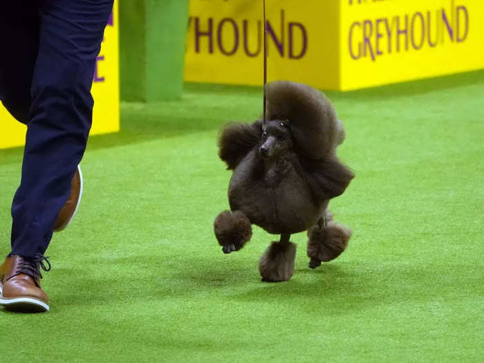 Best in Show: Surrey Sage, a miniature poodle