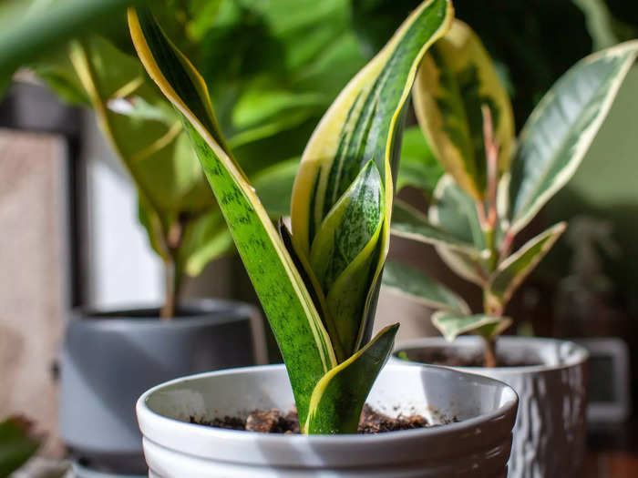 Introduce real plant life into your home.