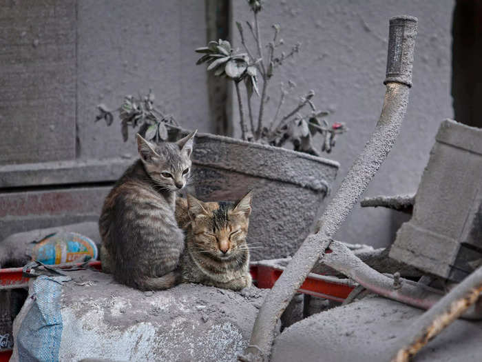 In many of the "ghost villages," animals are more common than humans, like these two cats napping on an ash-covered bag.