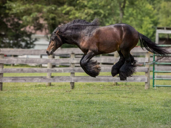 In "I Think I Saw A Mouse" by Debby Thomas, a horse jumped high off the ground.