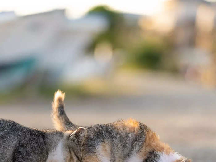 Tomoaki Tanto photographed an adorable fender bender in "Kitten Stuck In Traffic."