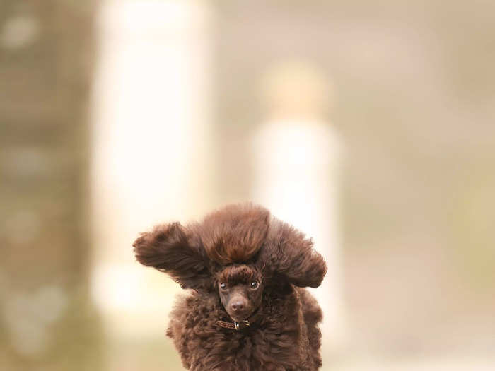 Julie Smith titled this picture of a poodle "I Believe I Can Fly." 