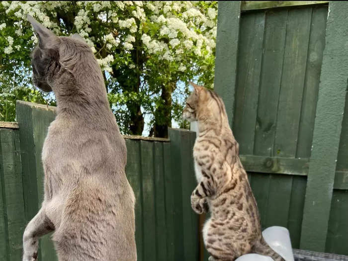 Emma Beardsmore captured her cats being "Nosy Neighbors" by peering over a fence.