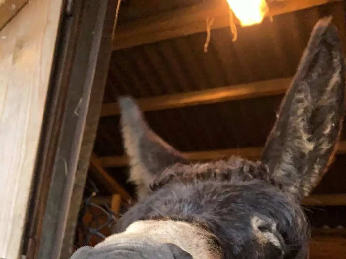 Charlotte Kitchen photographed her pet Benji mid-yawn in "Tired Donkey."