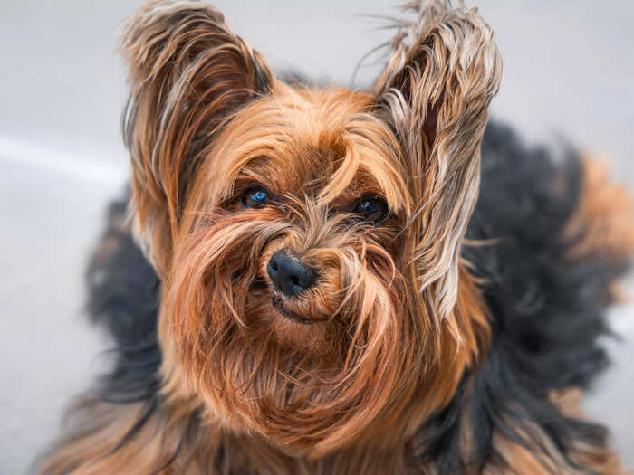 Luiza Ribeiro photographed her Yorkie making an amusing face in "Grumpy Dog."