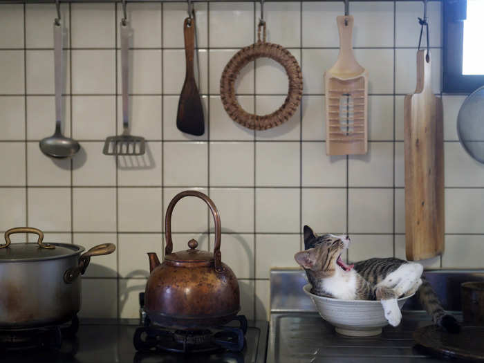 In another photo, "Kitty in the Kitchen," Ohshimo