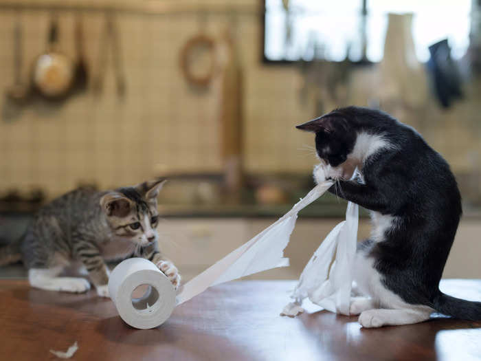 Atsuyuki Ohshimo titled this photo of his two cats wreaking havoc on a roll of toilet paper "Hard Workers."