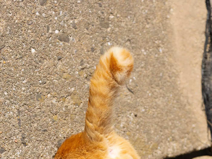 Kenichi Morinaga titled this photo "Cat in a Trap."