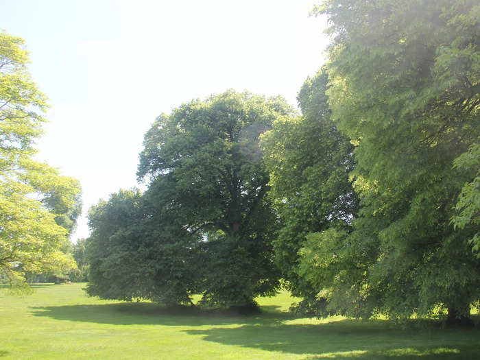 The name "Lyndhurst" came from the Linden trees that the Merritts planted on the property.