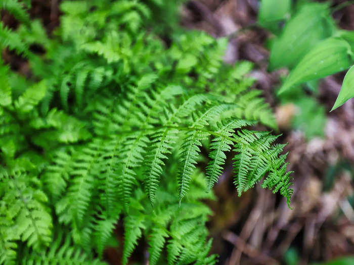 Grower, not a shower: This tiny Guinness World Record-breaking fern has ...