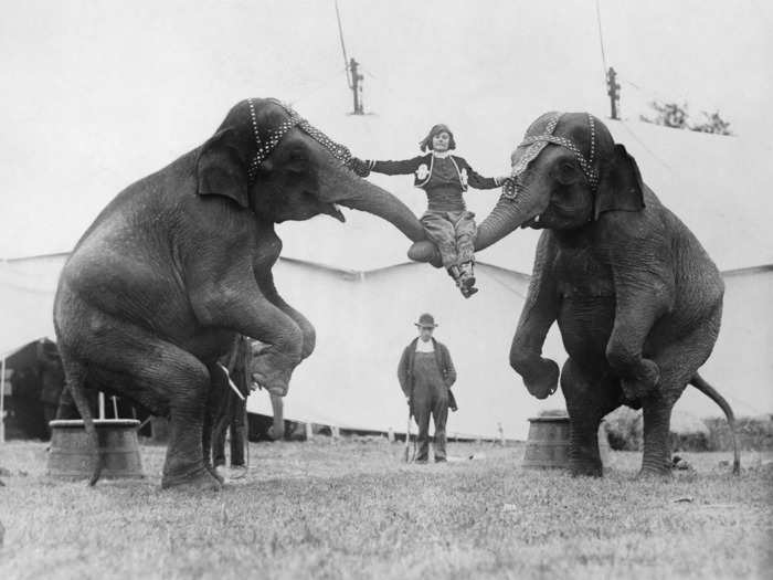 Circus shows also featured animals 100 years ago.