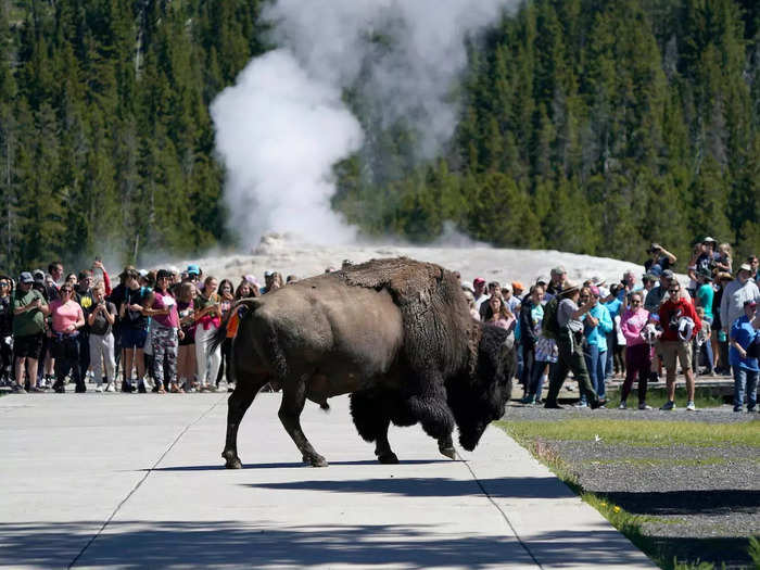 Never get too close to wildlife. Haraden says visitors could get seriously hurt and get the animal euthanized, too.