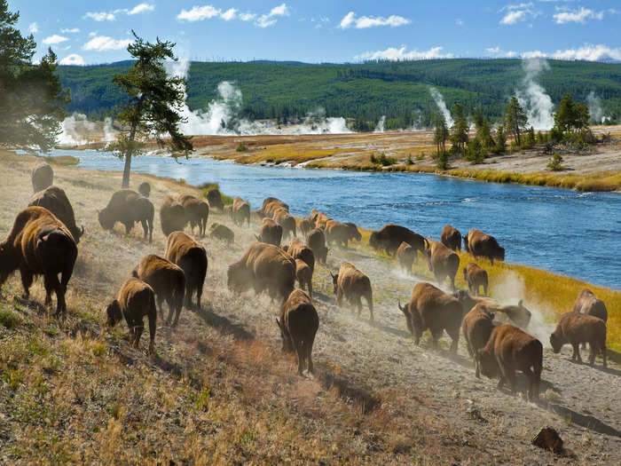 A herd of bison charged at another group of tourists in Yellowstone. 