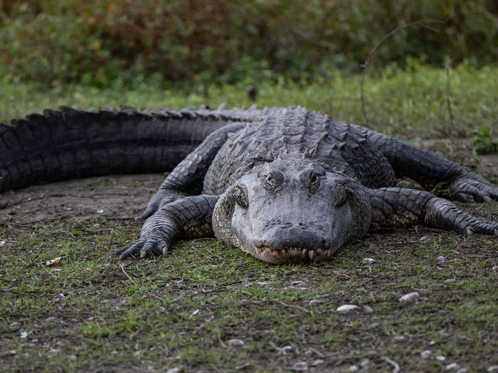 In the Everglades, a group of tourists — including at least one child — were filmed getting close to a feeding crocodile in April.