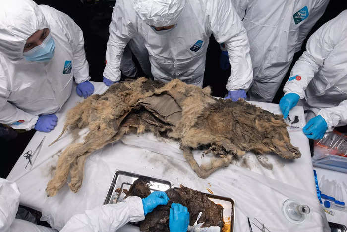 A mummified 44,000-year-old wolf is so perfectly preserved its stomach ...