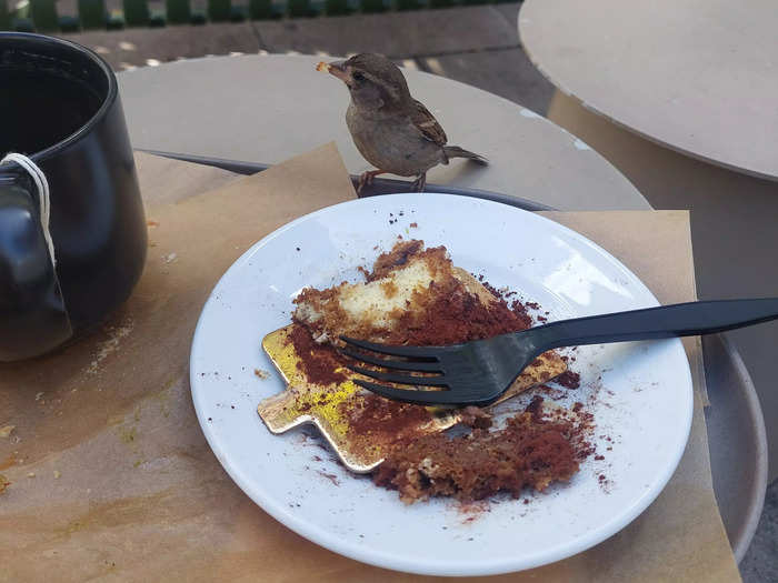 This little bird enjoyed my leftovers, though.