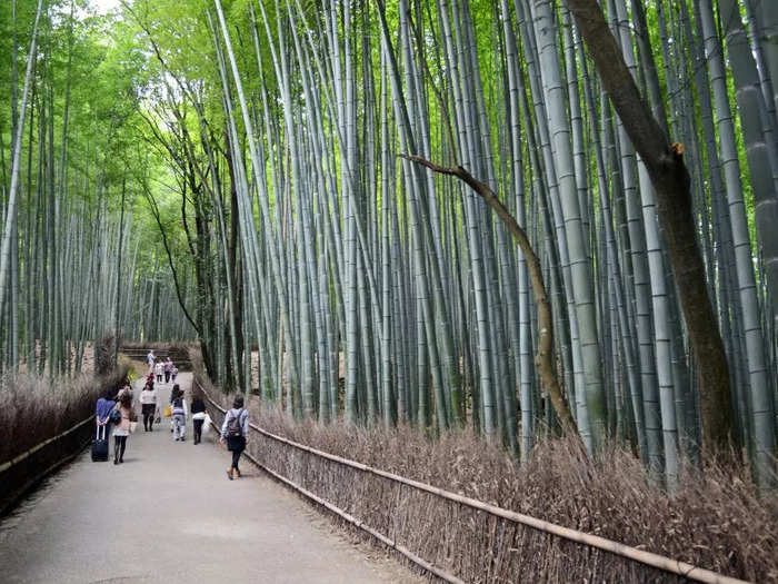 Arashiyama Bamboo Forest in Kyoto was much smaller than I expected.