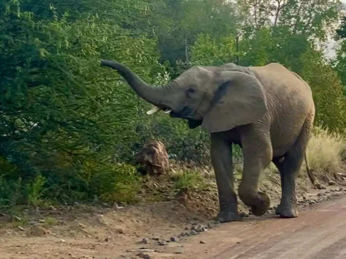 We got too close to elephants.