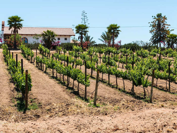 Valle de Guadalupe is a wine haven in Mexico.