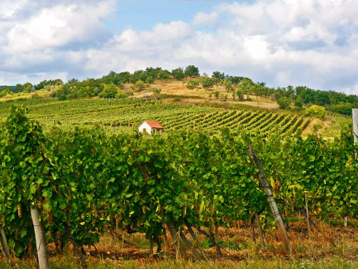 There are so many wineries to explore in Tokaj, Hungary.