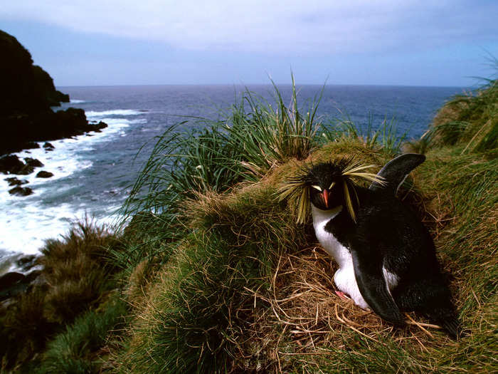 The same boats that brought people to the island brought mice and rats as well. In killing the chicks of native birds, the rodents could be eradicating a number of species.