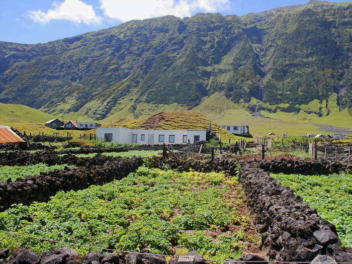 The farming part of life in Tristan allows islanders to grow their own food without having to import.