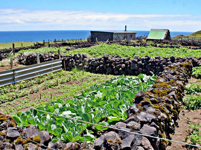 Edinburgh of the Seven Seas is a rural settlement, which sustains itself by growing mainly potatoes on patches of land about a mile away from the town.