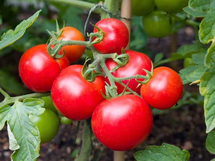 $10 tomatoes