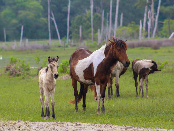 We saw the feral ponies just a few minutes into our boat ride.