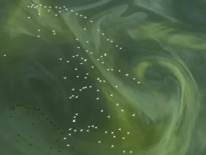 Flamingos gliding over emerald green water