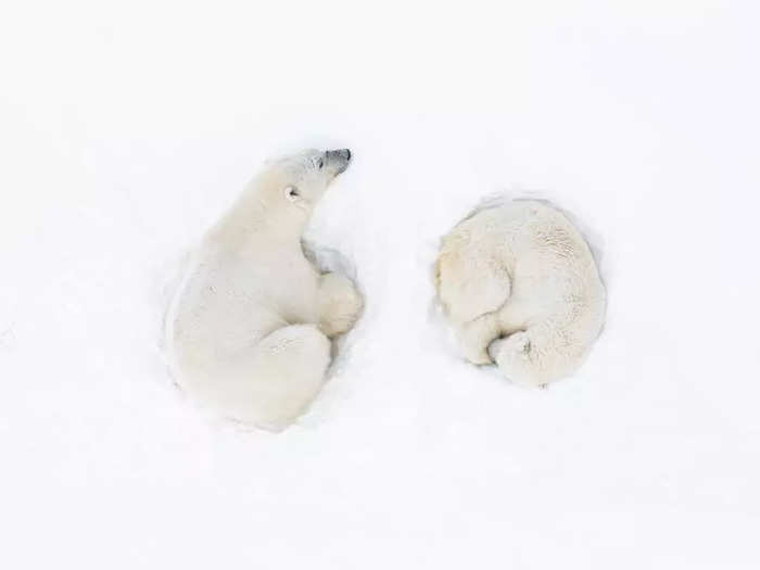 A pair of bears asleep in the snow