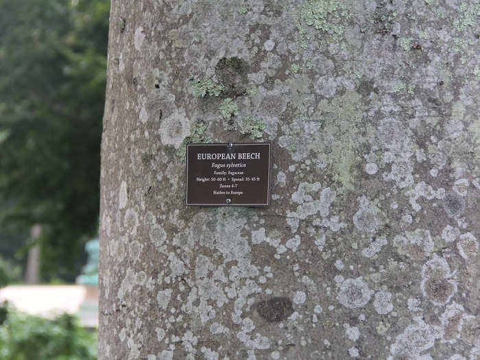 The grounds also featured European beech trees imported from overseas.