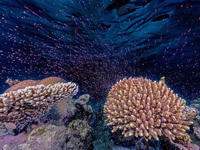 In this photo by Tom Shlesinger, corals released egg and sperm bundles into the sea in Israel.