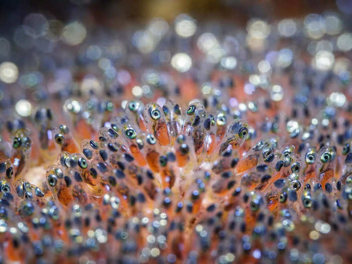 Tobias Friedrich took a close-up shot of clownfish eggs in Lembeh, Indonesia.