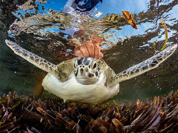 Shane Gross documented the release of a green sea turtle after researchers accidentally caught it while working with sharks in the Seychelles.