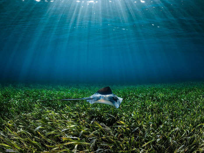 A Southern stingray photographed by Remuna Beca swam through a seagrass meadow in the Bahamas.