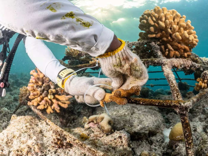 Henley Spiers photographed a marine biologist working on a coral restoration project in the Maldives.