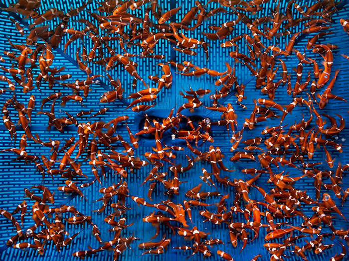 A clownfish hatchery in Indonesia, photographed by Giacomo d