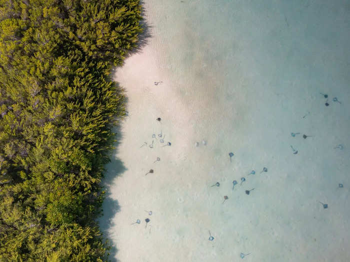 A photo taken by Dillys Pouponeau shows rays resting in the shallows of a protected area in the Seychelles.