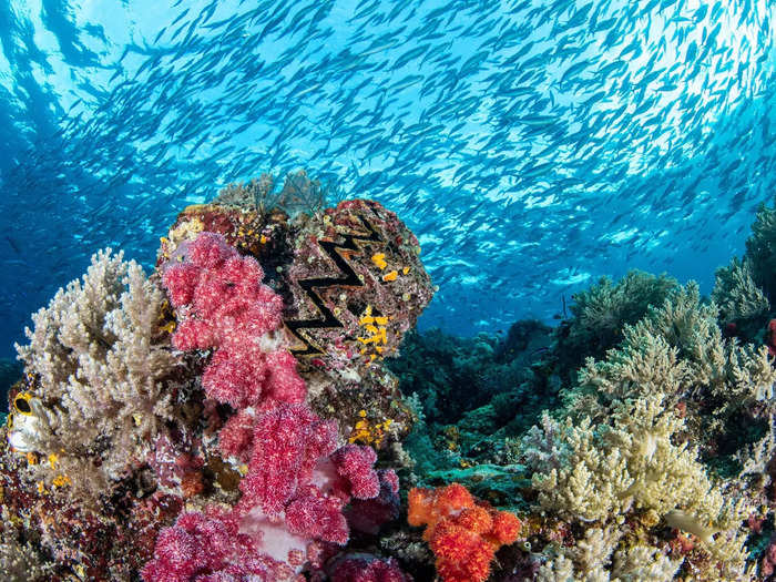 Brook Peterson documented the stunning colors of a coral reef in Raja Ampat, Indonesia.