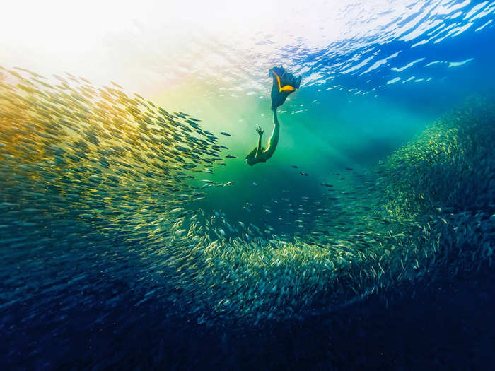 Yue Hongjun captured a freediver swimming with a school of sardines in the Philippines.